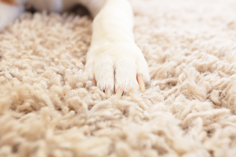 dreamstime_s_dog paw